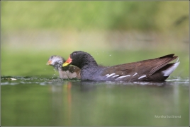 <p>SLÍPKA ZELENONOHÁ (Gallinula chloropus) /Common moorhen - Teichralle/</p>